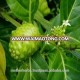 Noni fruit extract powder for immunity