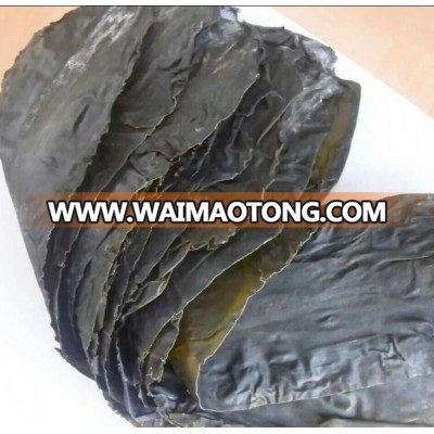 Whole plant of dried kelp, laminaria type, seaweed material for human food