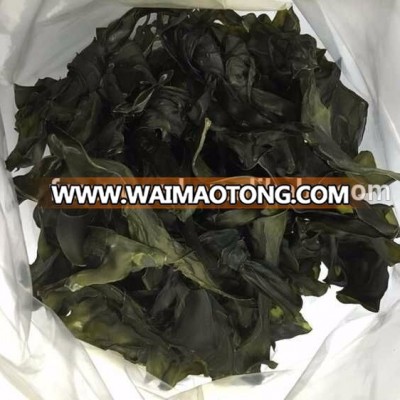 Hot Sale Dried Kombu Seaweed Dried Kelp Knot