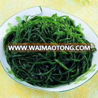 Hot sale Machine Dried cut kelp(shredded lamianria)