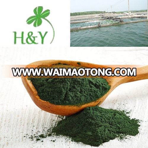 100% natural green algae powder spirulina powder